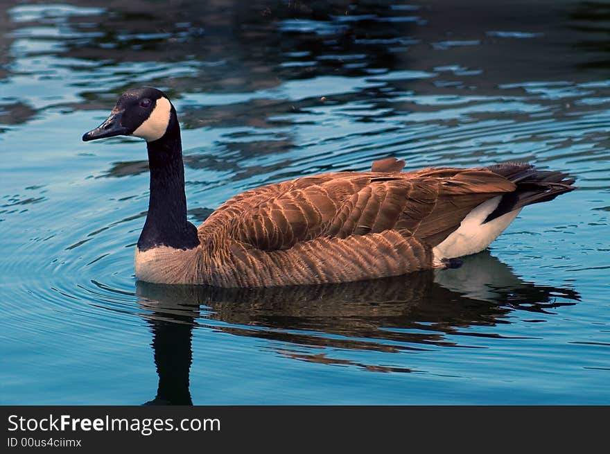 Canadian Goose