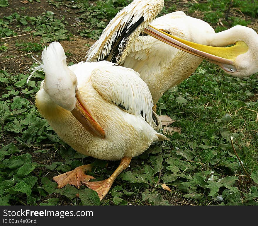 Group of pelicans on a grass in a zoo