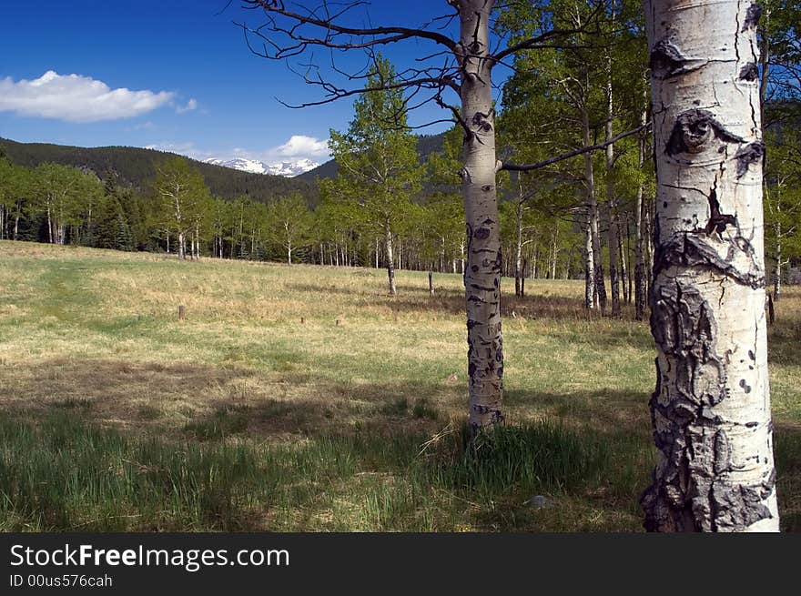 A mountain pasture in Colorado showing Aspen trees and blue skies. A mountain pasture in Colorado showing Aspen trees and blue skies