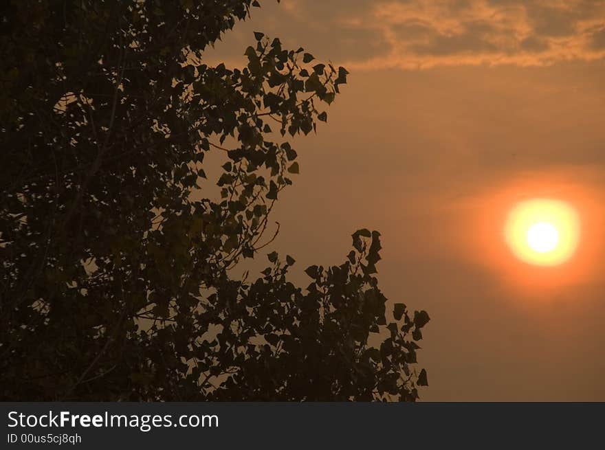 Sunrise and Trees