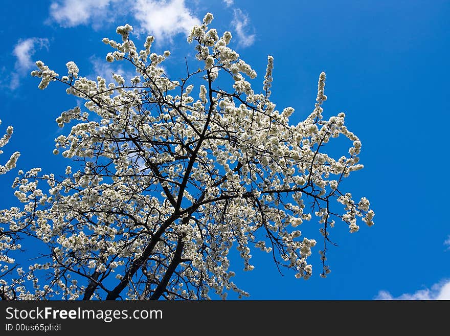 Spring time blossoms bloom branches  in the coutryside under the blue sky