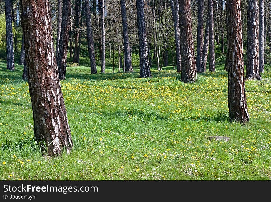 Forest with pine trees and field of dandelions