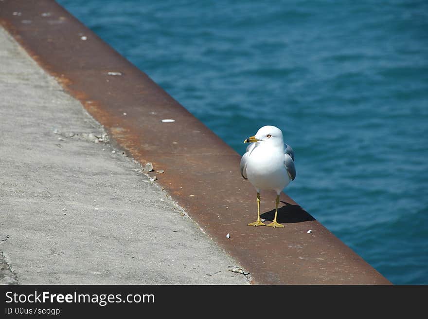 Seagull