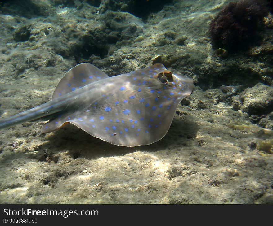 Blue spotted ray swimming