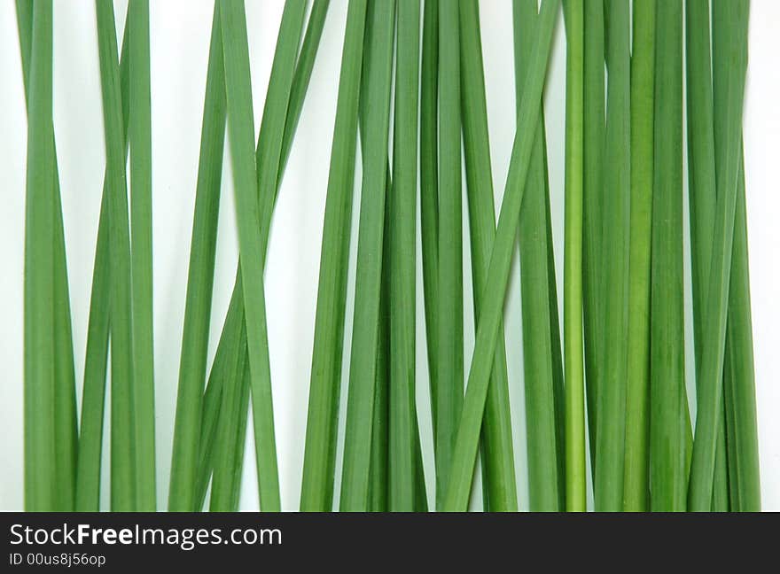 Green Stalk of a narcissus in white background