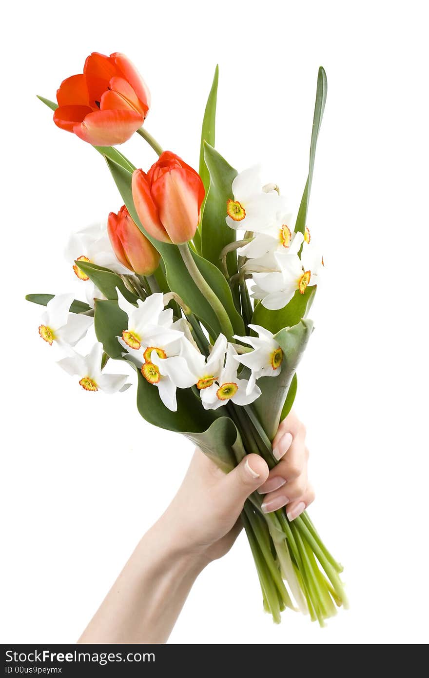 Woman holding bouquet of white narcissus and red tulips, spring flowers