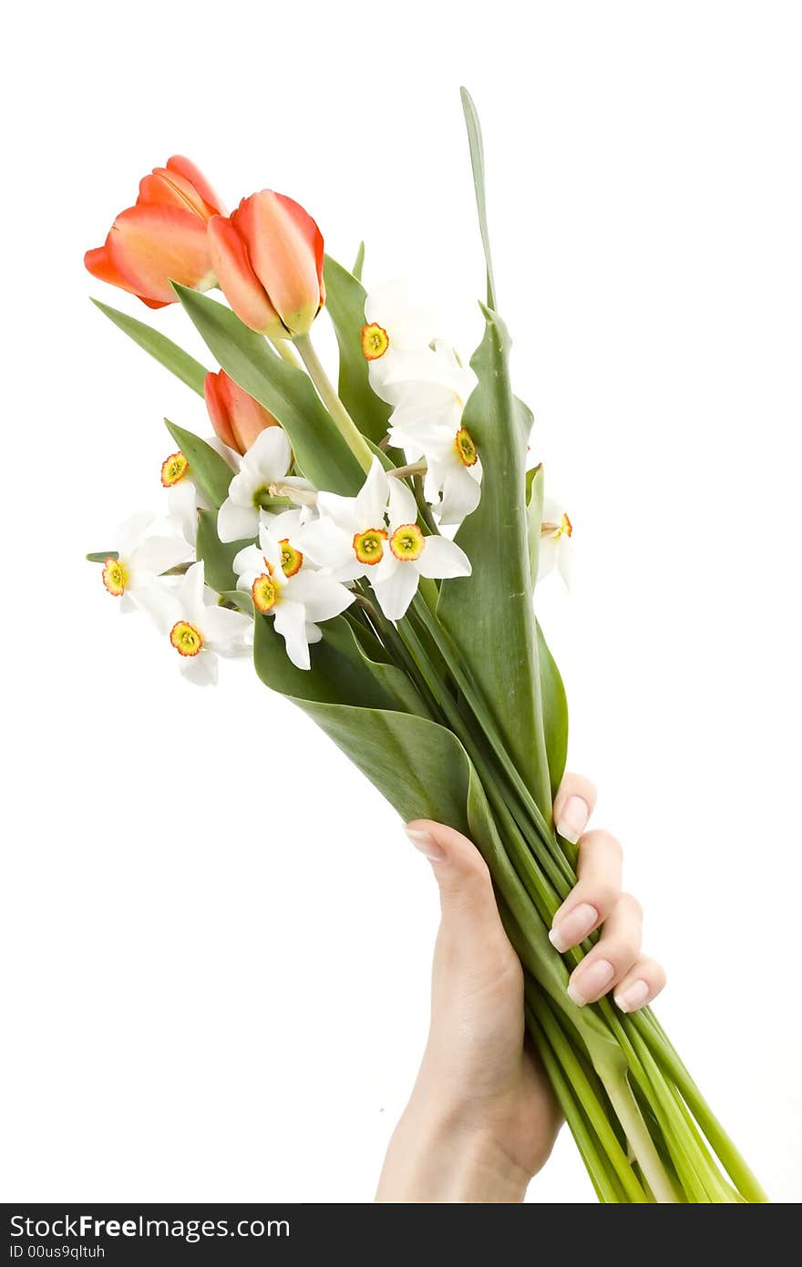 Woman holding bouquet of white narcissus and red tulips, spring flowers