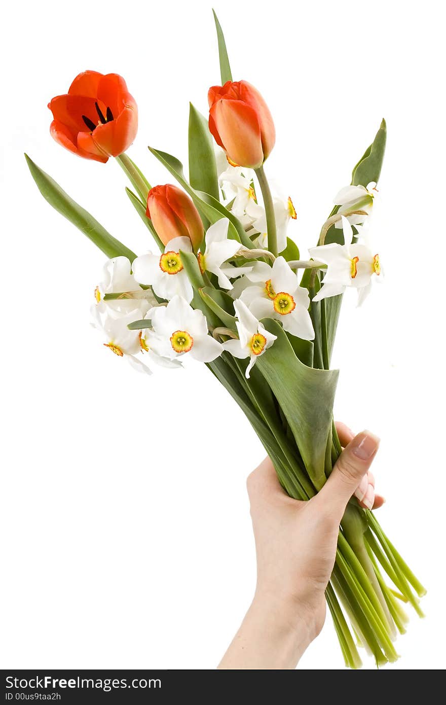 Woman holding bouquet of white narcissus and red tulips, spring flowers