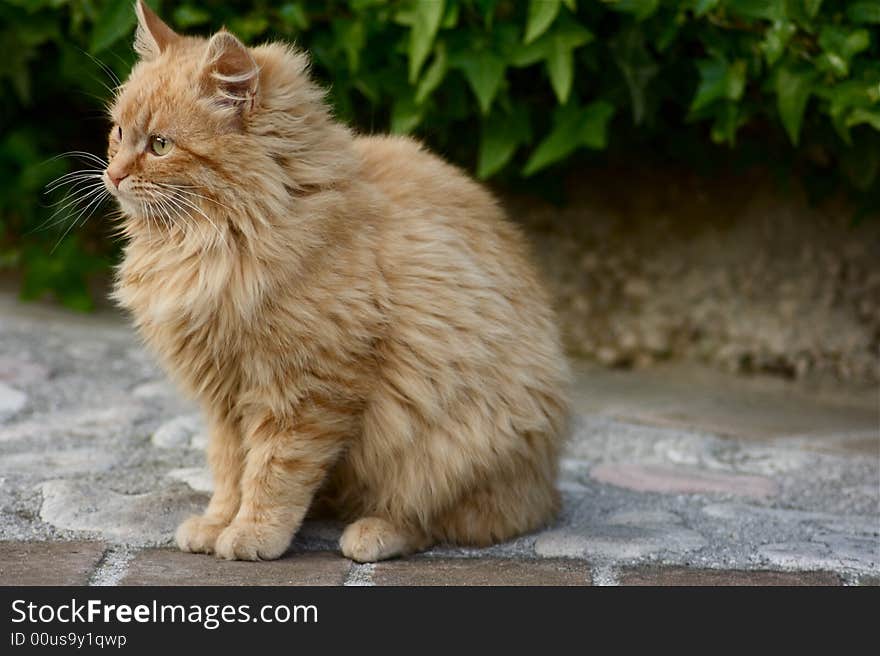 Cat In The Garden