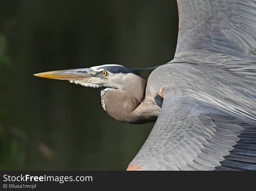 Great Blue Heron big wing span in flight