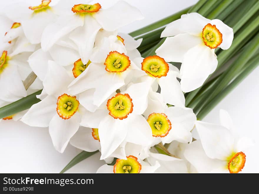 Delicate white narcissus