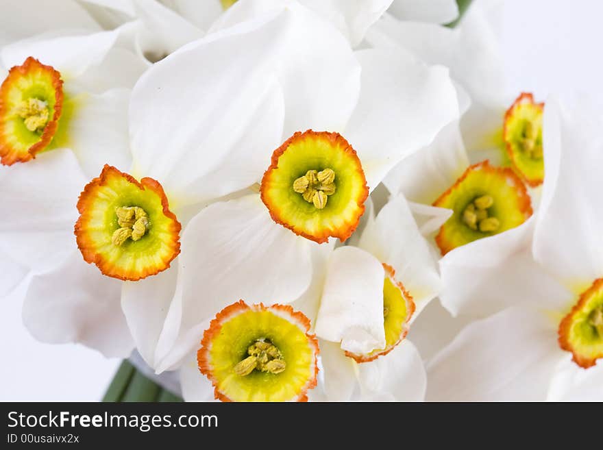 Delicate white narcissus