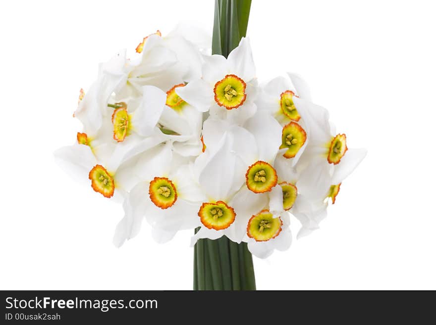 Delicate White Narcissus