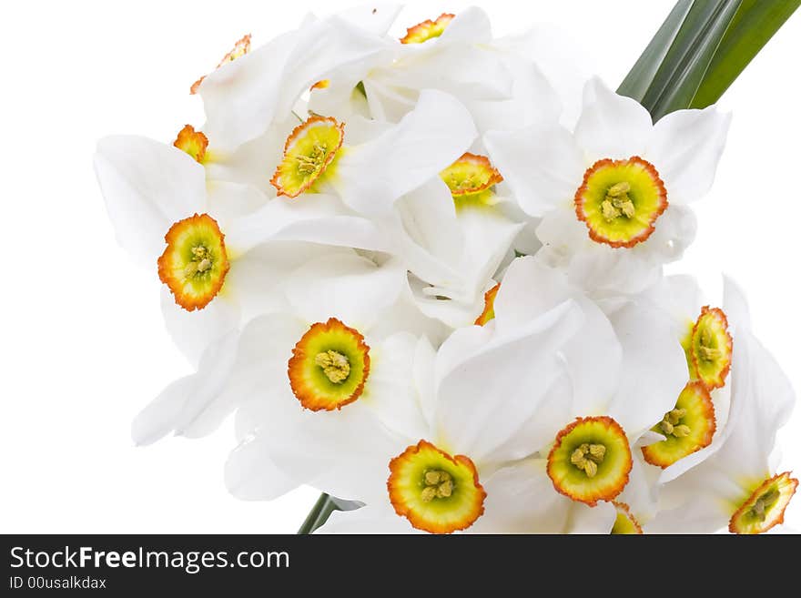 Delicate White Narcissus