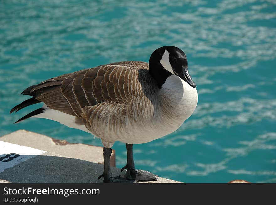 A breed of goose known as Canada Goose. The scientific name is Branta canadensis.