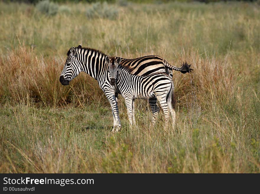 Burchells zebra equus quagga burchellii on the plain of entabeni game reserve welgevonden waterberg limpopo province south africa