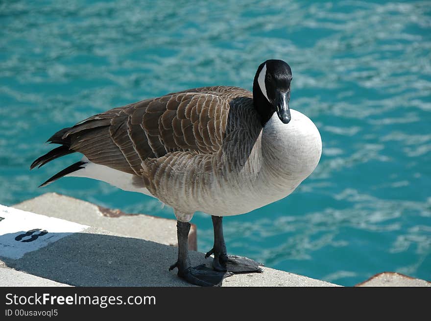 A breed of goose known as Canada Goose. The scientific name is Branta canadensis.