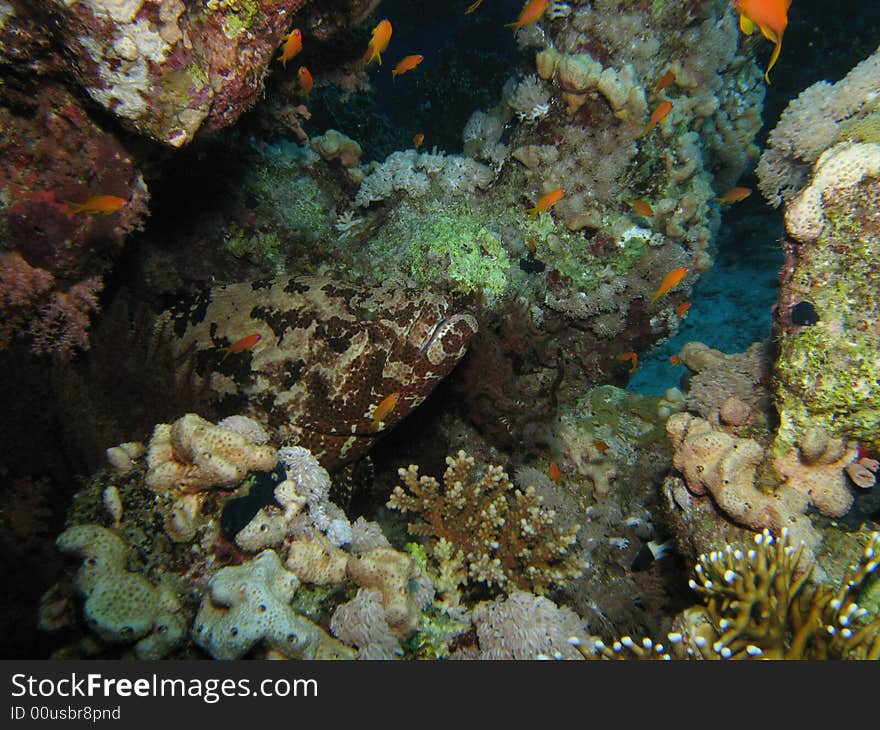 Brown marbled grouper hiding under outcrop of rock