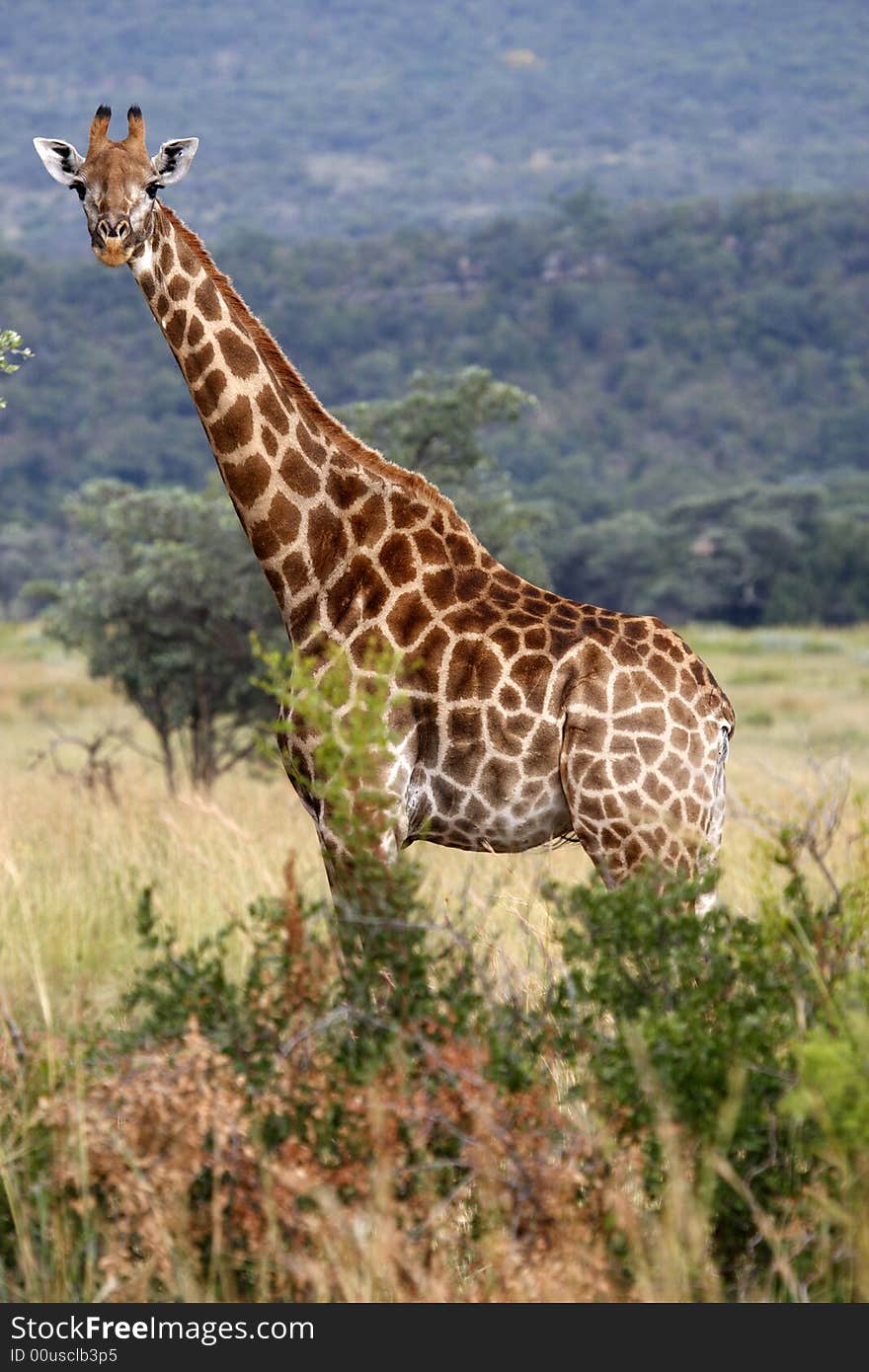 Giraffe giraffa camelopardalis on the plain of entabeni game reserve welgevonden waterberg limpopo province south africa