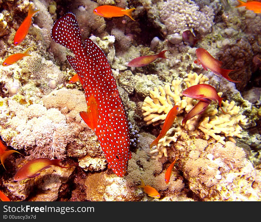 Coral grouper and other fish with coral