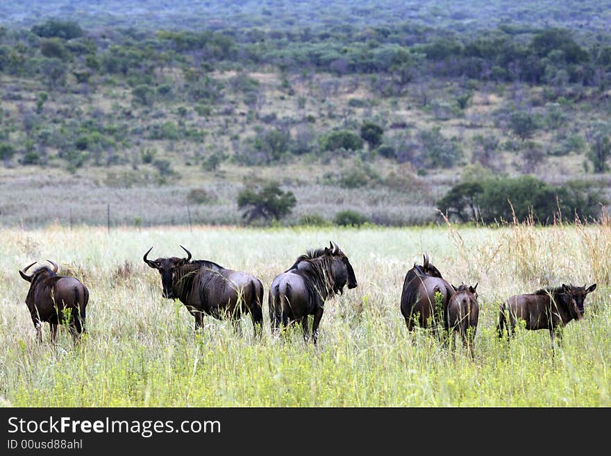 Blue wildebeest connochaetes taurinus on the plain of entabeni game reserve welgevonden waterberg limpopo province south africa