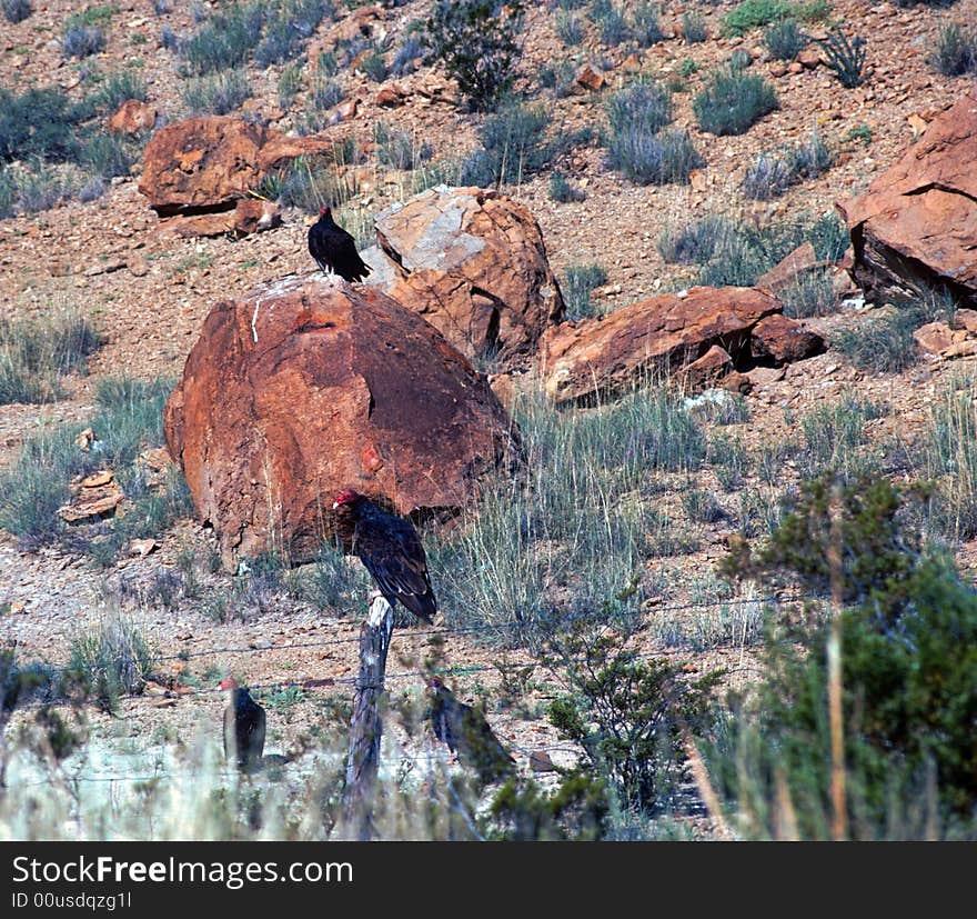 Vultures perched on the earth in a desolate desert landscape. Vultures perched on the earth in a desolate desert landscape