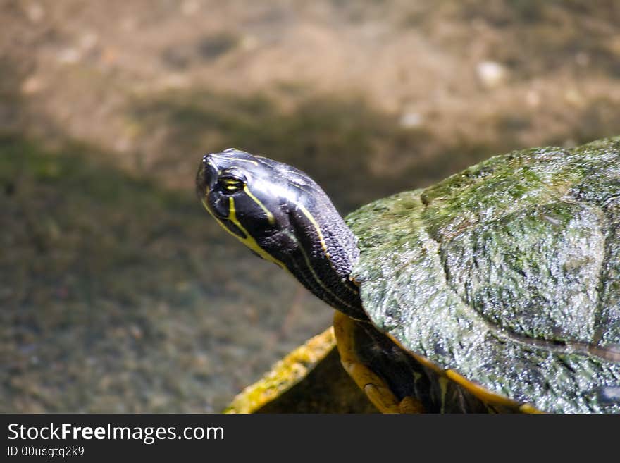 Turtle on a Journey