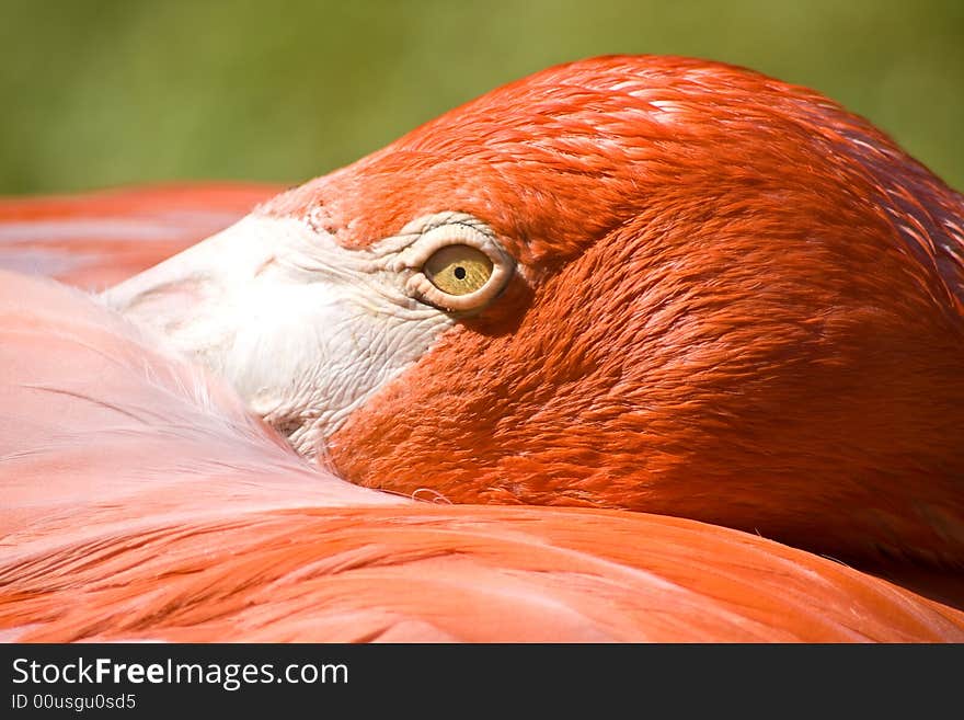 Closeup of a flamingo's eye and head with head turned toward back. Closeup of a flamingo's eye and head with head turned toward back.