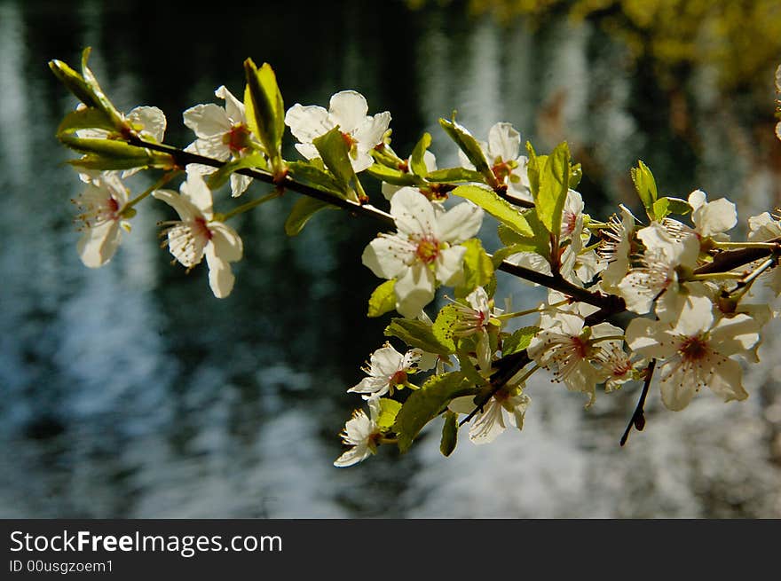 Blooming cherry flowers with running water  as background