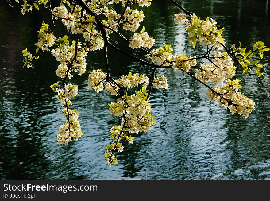 Blooming cherry flowers with running water  as background