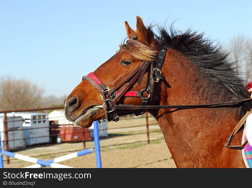 Pony with bridle and halter being ridden in outdoor arena. Pony with bridle and halter being ridden in outdoor arena.