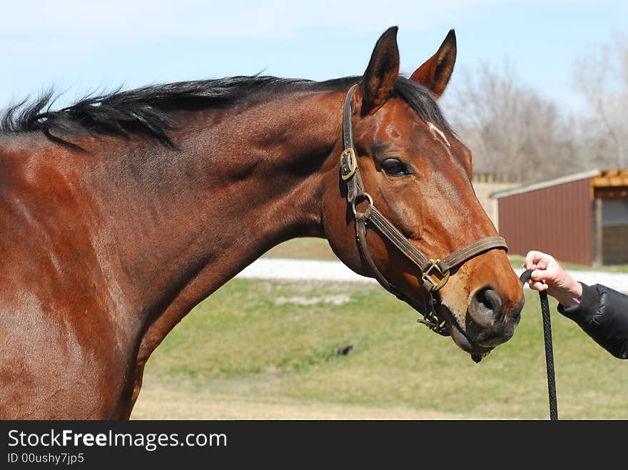 Hand holding line from beautiful bay horse outdoors wearing leather halter.