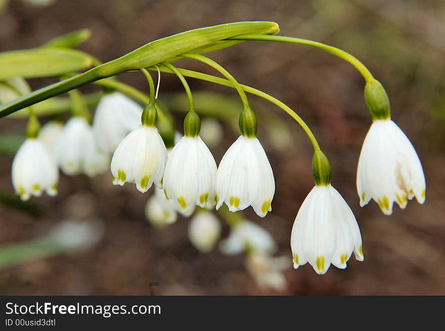 Branch of blooming snowdrop flowers. Branch of blooming snowdrop flowers