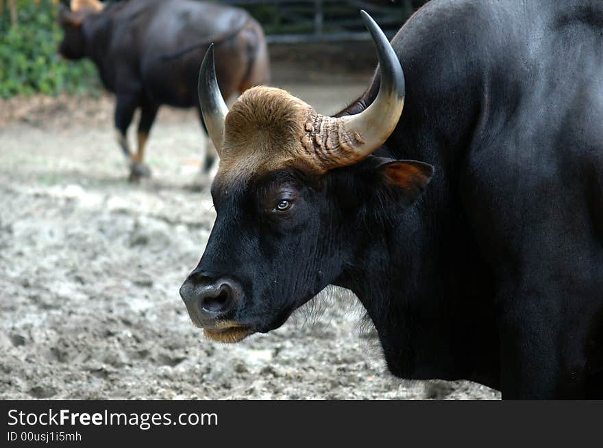 Malaysia, penang: Gaur; the most popular animal in asia; the rice fields work depend in a certain way of his contribution