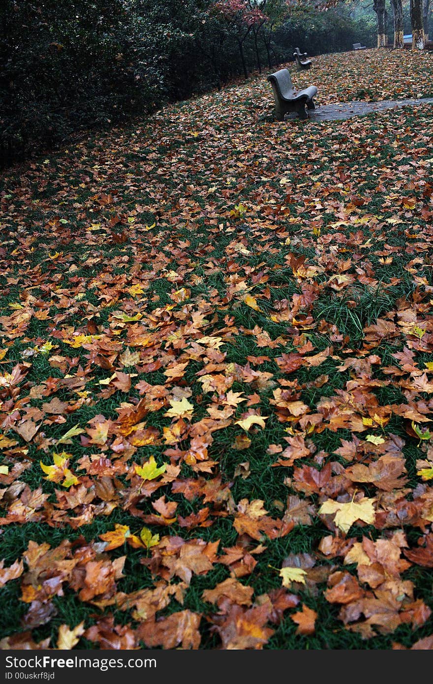 Autumn fall leaves forest road