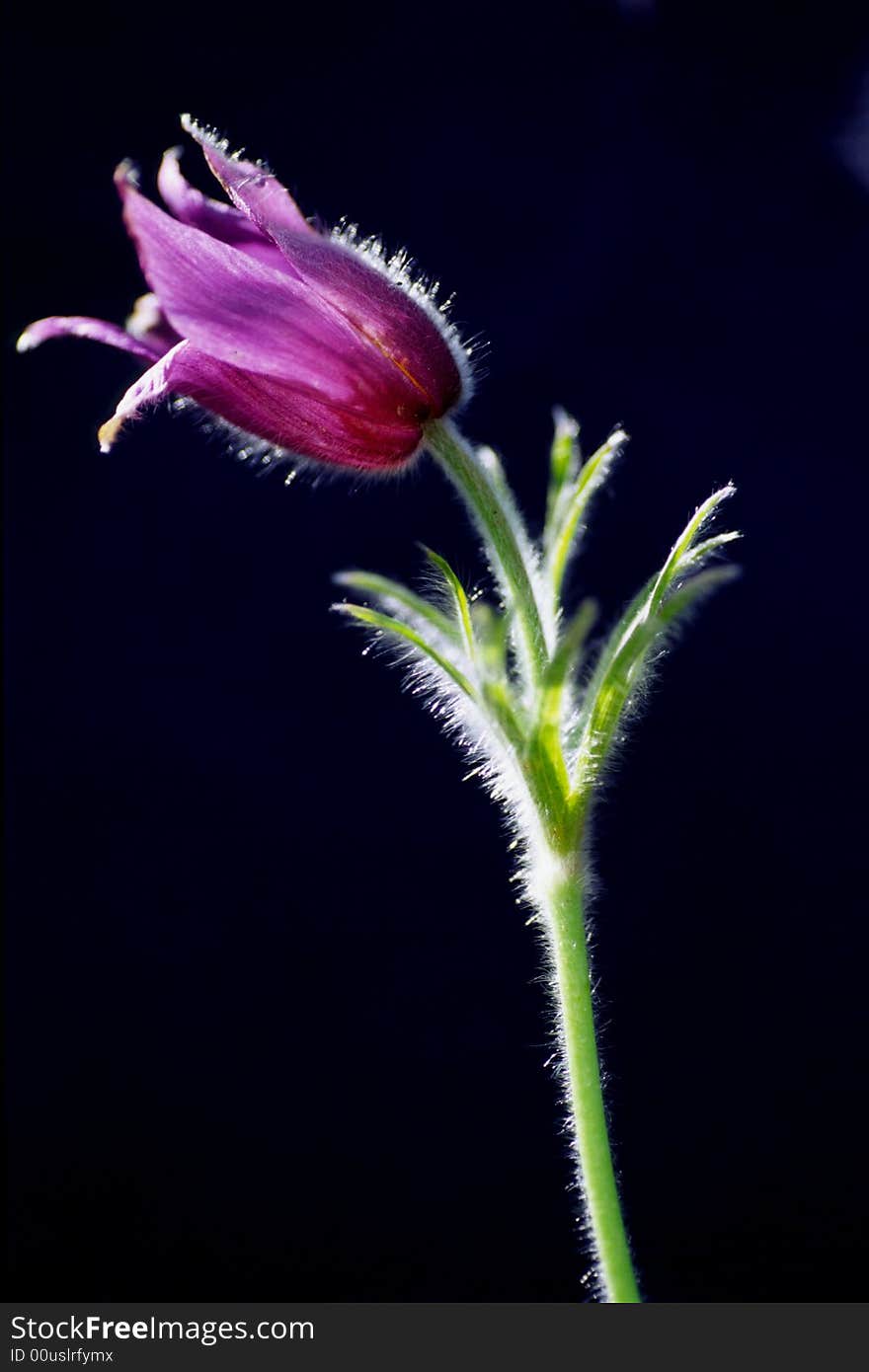 Close-up of pasqueflower with backlight, a plant of the family ranunculaceae. scientific name: pulsatilla chinensis