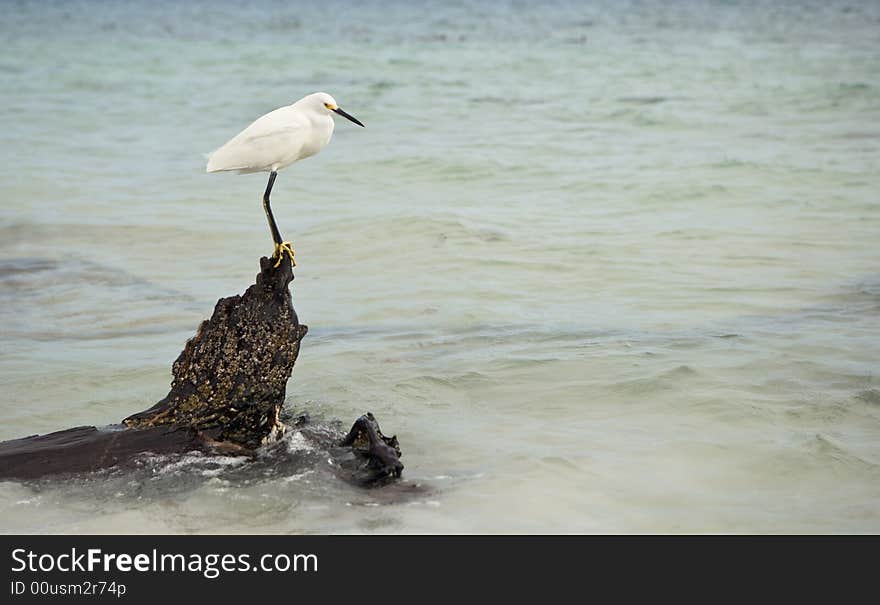 A Snowy Egret is perched on driftwood in the ocean and appears to be hunting for fish in the water. A Snowy Egret is perched on driftwood in the ocean and appears to be hunting for fish in the water.