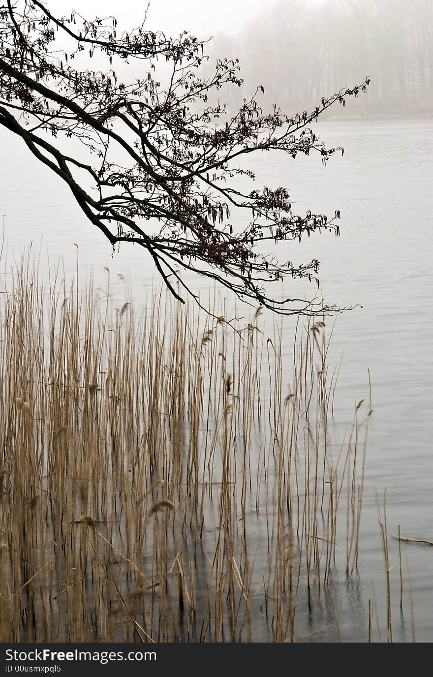 Spring. Morning fog