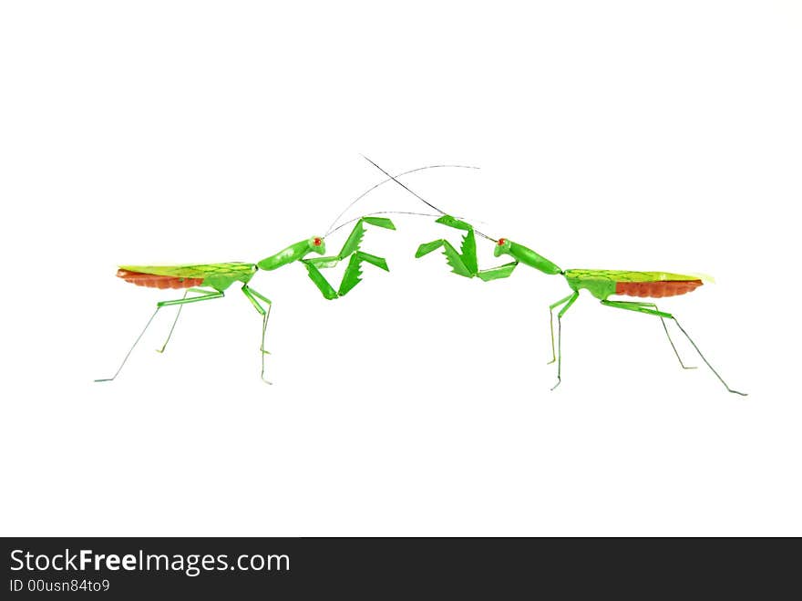 Two praying mantises come face to face. Two praying mantises come face to face