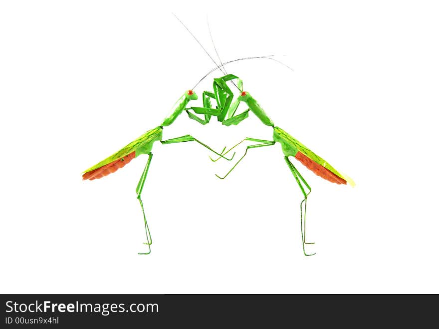 Praying mantis vs praying mantis 1c