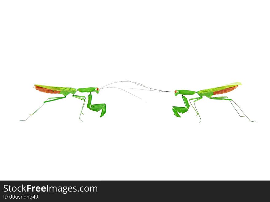 Two praying mantises come face to face. Two praying mantises come face to face