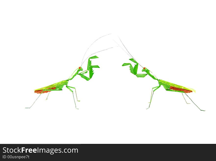 Two praying mantises come face to face. Two praying mantises come face to face