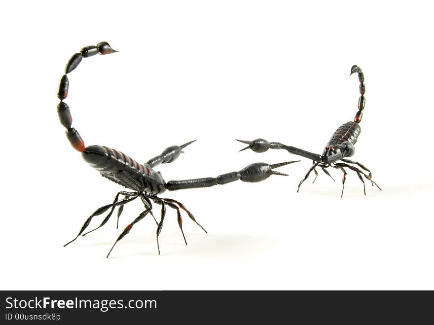 Two scorpions come face to face. Two scorpions come face to face