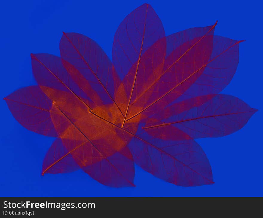 Abstract fossilized leaves composition in blue and purple. Abstract fossilized leaves composition in blue and purple