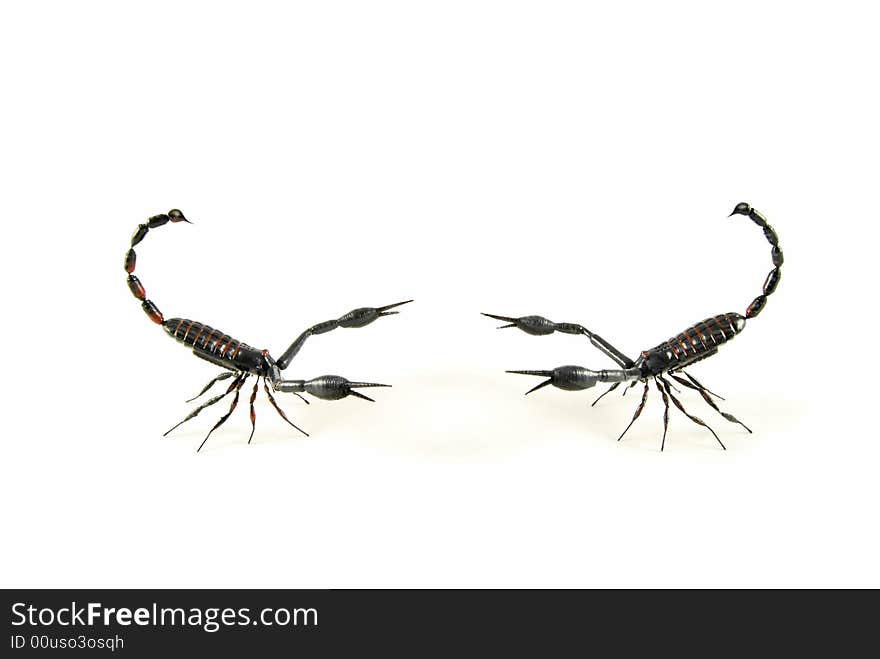 Scorpion Vs Scorpion 3