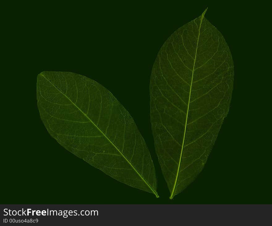 Abstract fossilized leaves composition in green. Abstract fossilized leaves composition in green