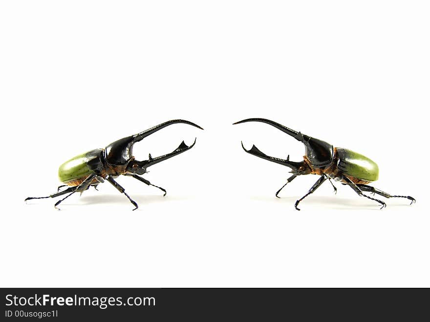 Neptune beetle vs neptune beetle