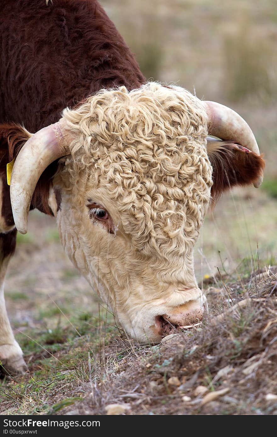 A high country Hereford bull grazing. A high country Hereford bull grazing.