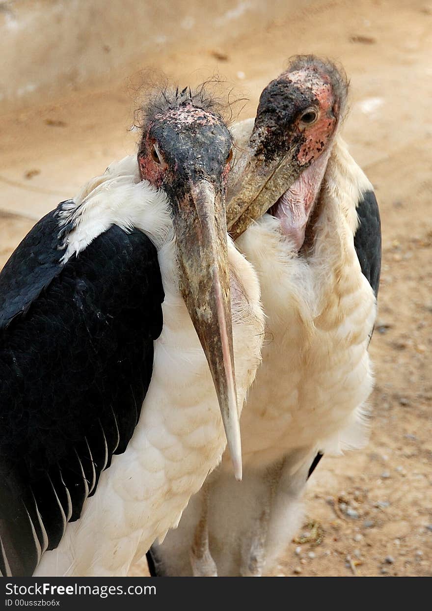 Marabou Stork perches residence is in zones such as rivers and lakes, everglade, even, draw near human being populated area , the cluster , gradually doing nature , fly heavy , slow. Resident. Take dead body of various animal as food mainly, prey also predation work such as insect , fish , mouse and bird. May turn the food rubbish over sometimes. On breeding scheduled time block of wood fixation , nest Yu Da Shu of camp, every produces 1 ~ 4 ova, sexual maturity hatching 29 ~ phase of 31 days , becoming bird , 3 ~ 4-year-old lately.