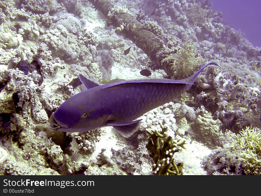 Bicolour parrtofish feeding on coral on sea bed